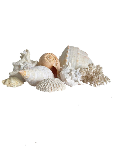 Collection Of Shells & Coral