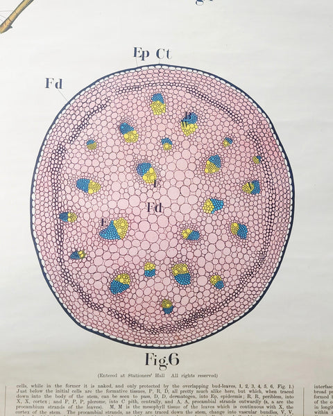 Antique Roll Up Botanical Chart