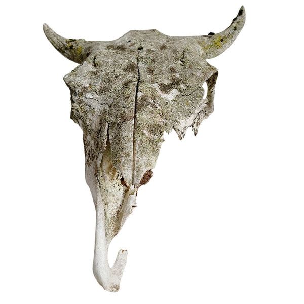 Antique Bovine Artifact Skull