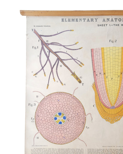 Antique Roll Up Botanical Chart