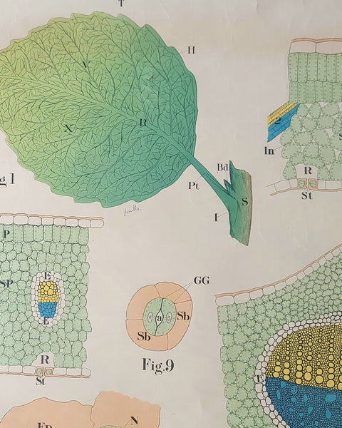 Antique Roll Up Botanical Chart