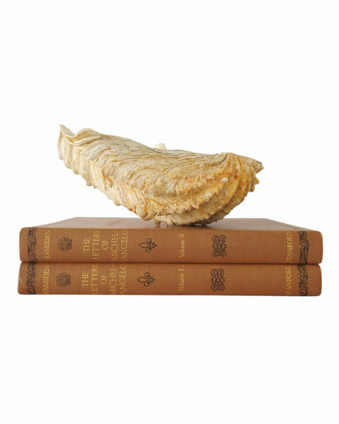 Beautiful Clam Shell