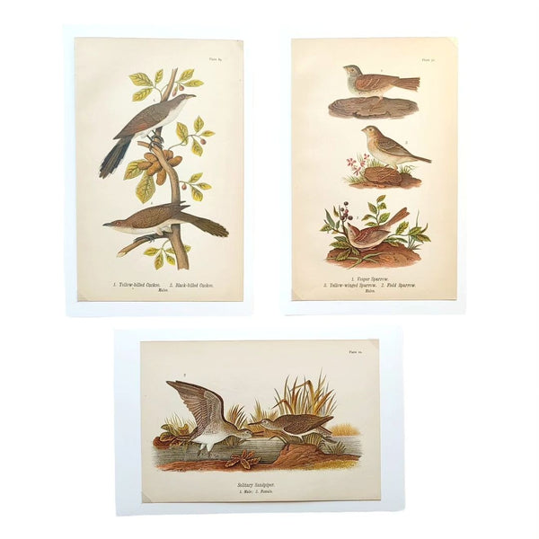 Antique Bird Prints