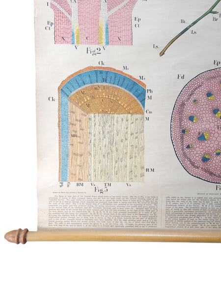 Antique Roll Up Botanical Chart
