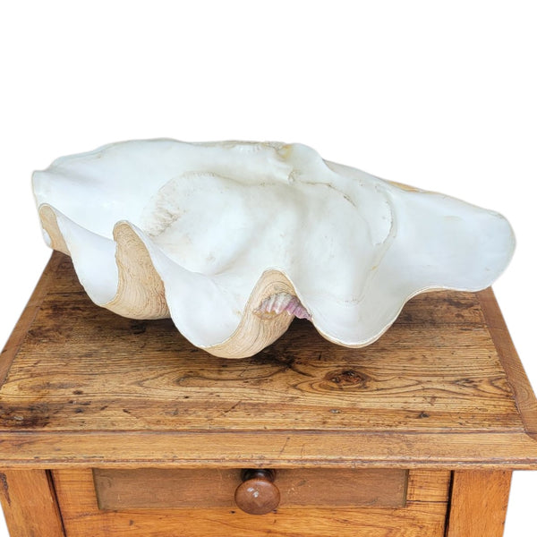 Antique Clam Shell 'Tridacna Gigas'