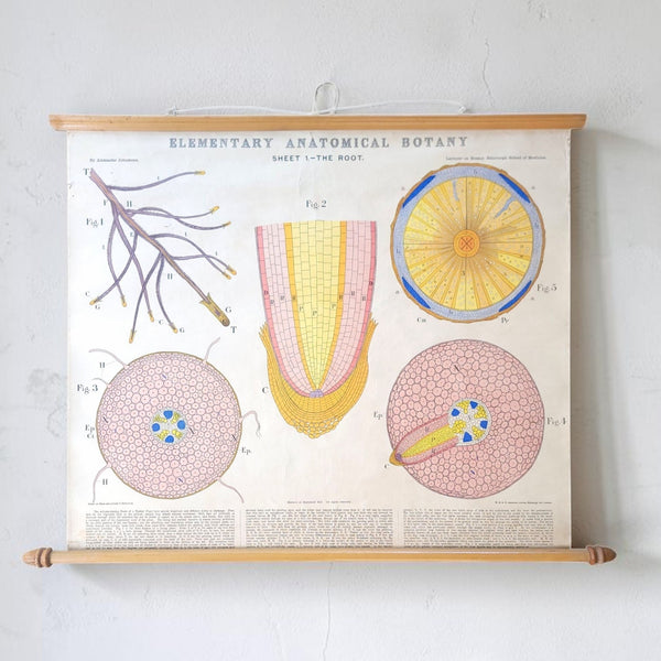 Antique Roll Up Botanical Chart