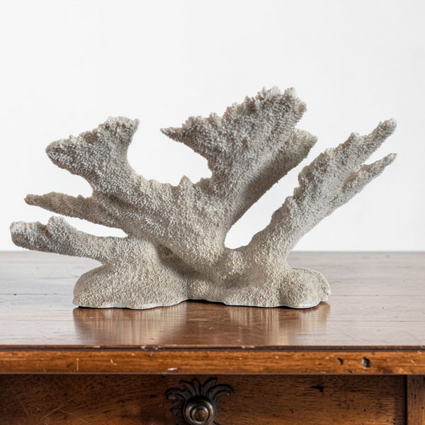 Exceptional Large Old Coral Speciman