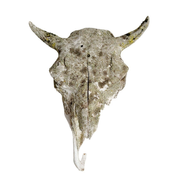 Antique Bovine Artifact Skull