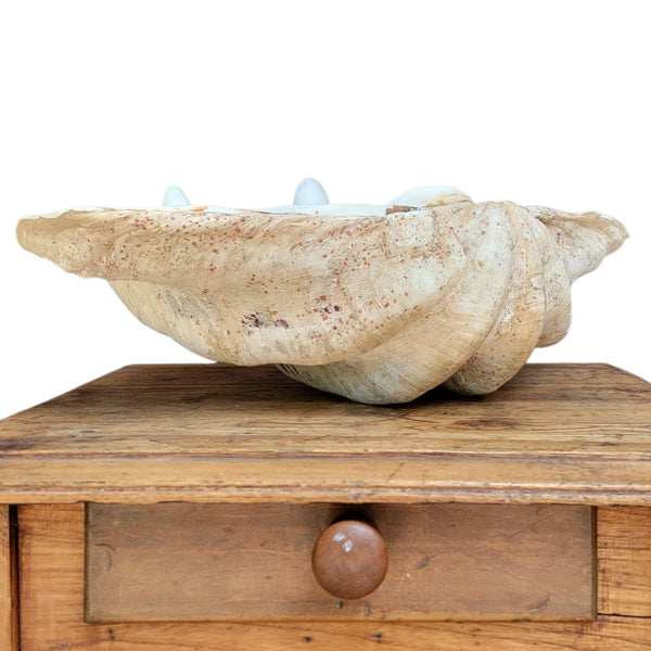 Antique Clam Shell 'Tridacna Gigas'