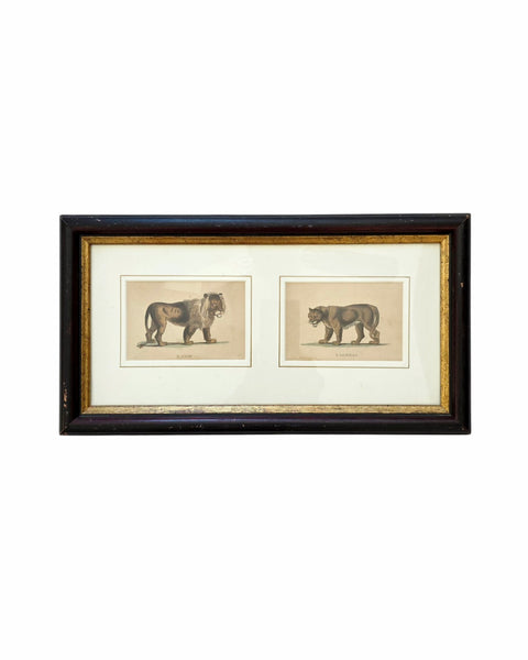 Antique Etching Of A Lion & Lioness