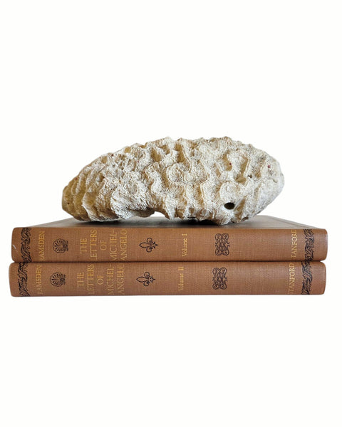 Nice Sized Brain Coral Speciman