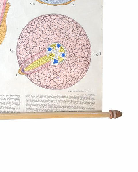 Antique Roll Up Botanical Chart