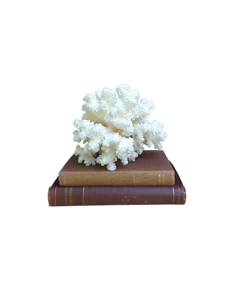 Beautiful Branch Coral