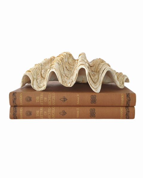 Beautiful Clam Shell