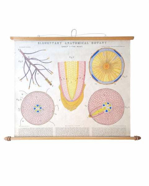 Antique Roll Up Botanical Chart