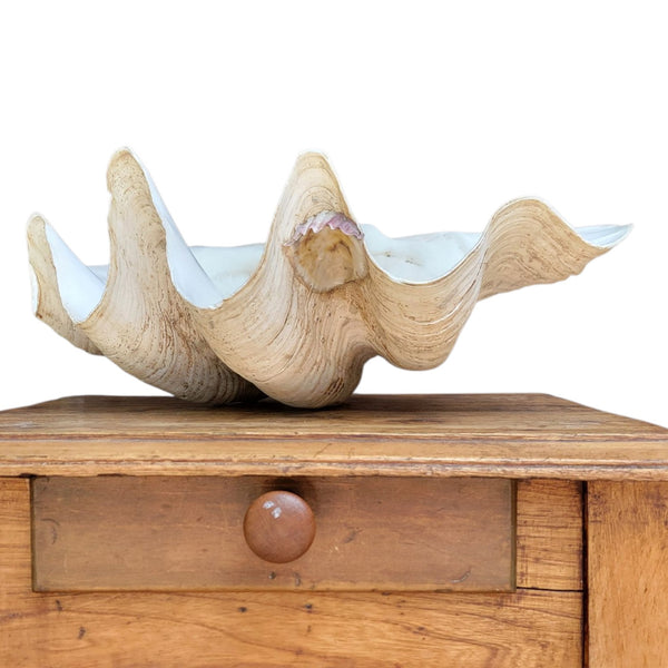 Antique Clam Shell 'Tridacna Gigas'
