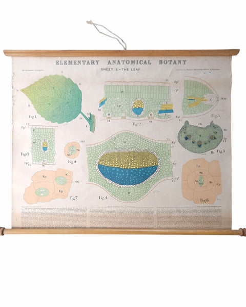 Antique Roll Up Botanical Chart