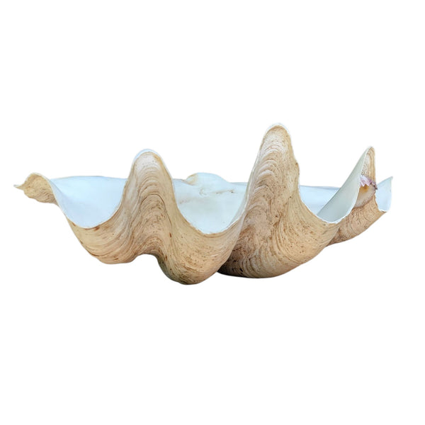 Antique Clam Shell 'Tridacna Gigas'