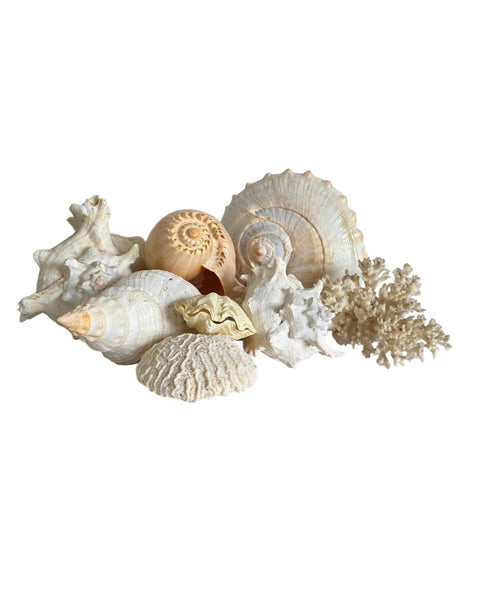 Collection Of Shells & Coral