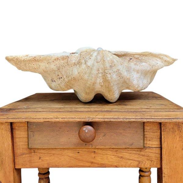 Antique Clam Shell 'Tridacna Gigas'