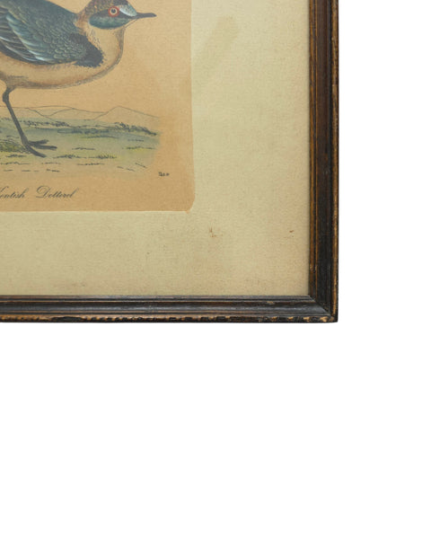 Antique Framed Trio Of Bird Prints