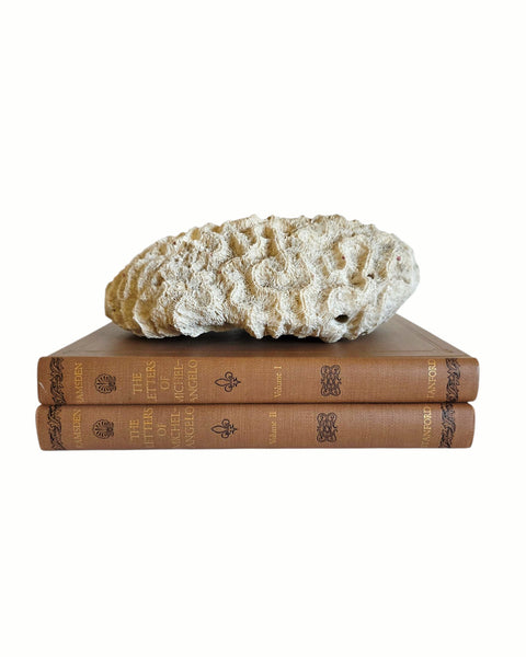 Nice Sized Brain Coral Speciman