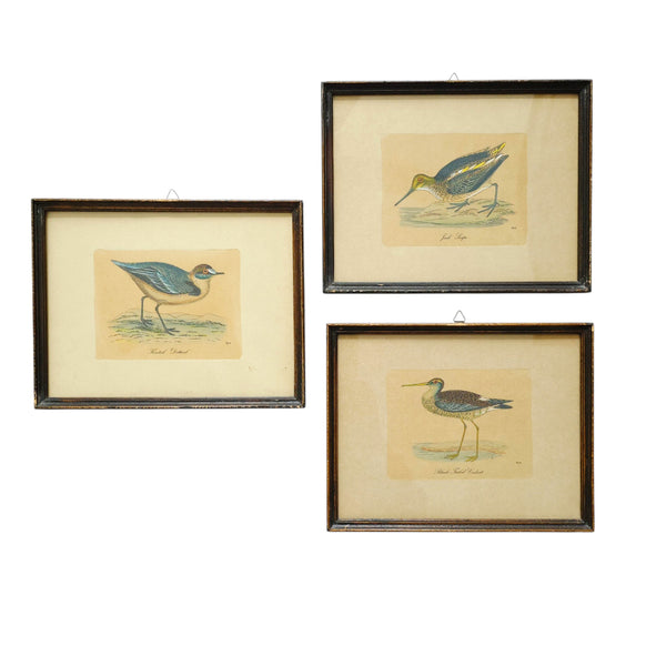 Antique Framed Trio Of Bird Prints