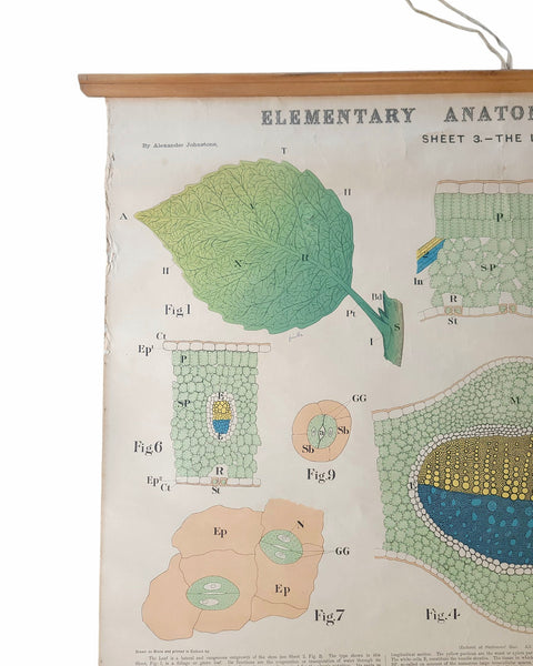 Antique Roll Up Botanical Chart