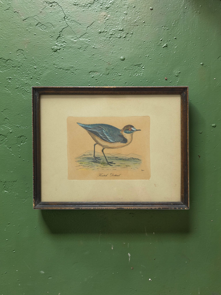 Antique Framed Trio Of Bird Prints