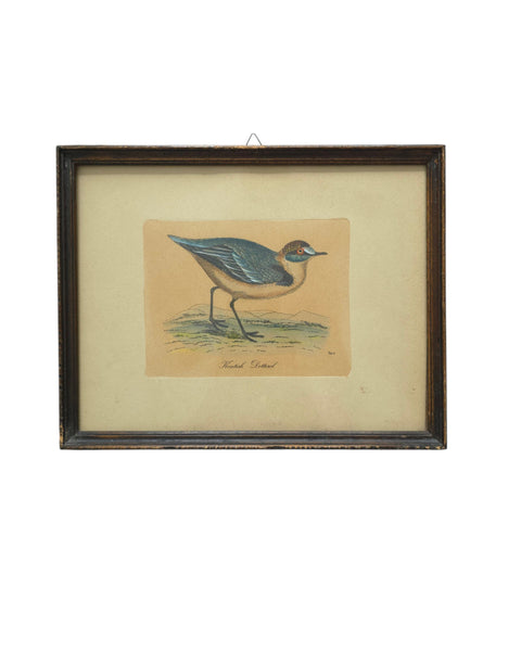 Antique Framed Trio Of Bird Prints