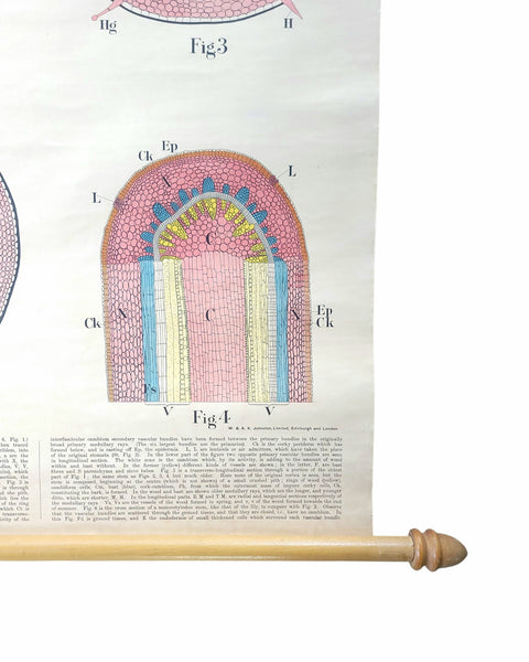 Antique Roll Up Botanical Chart