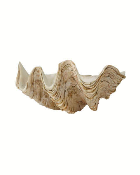 Beautiful Clam Shell