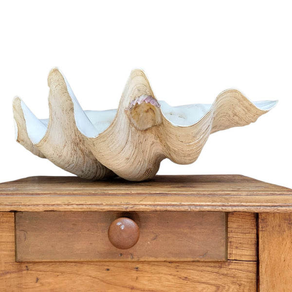 Antique Clam Shell 'Tridacna Gigas'