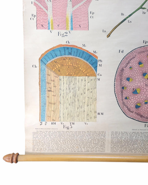 Antique Roll Up Botanical Chart