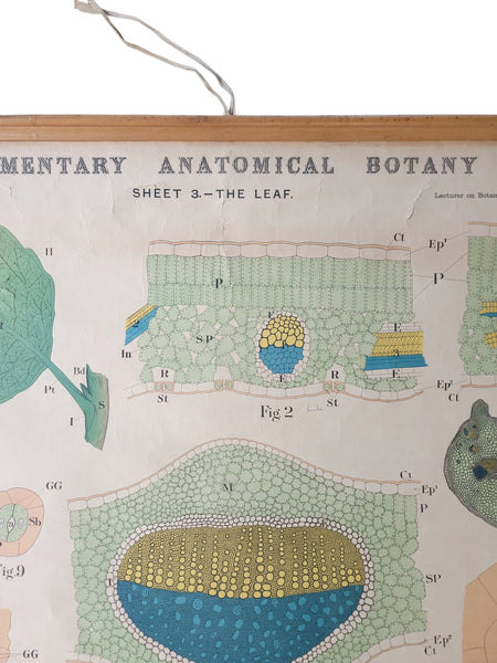 Antique Roll Up Botanical Chart