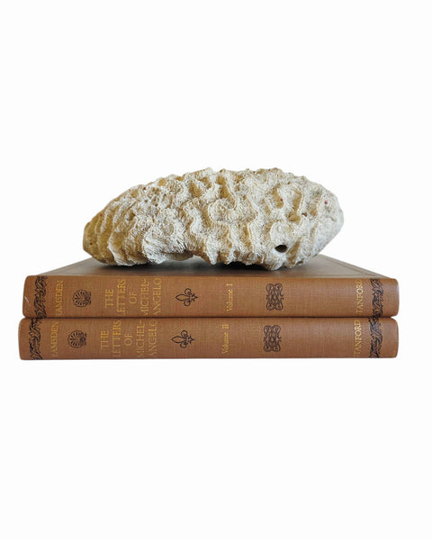 Nice Sized Brain Coral Speciman