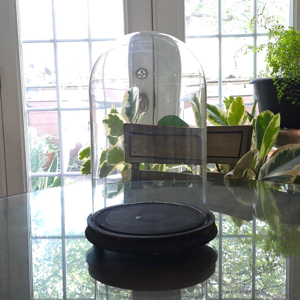Antique Victorian Bell Jar With Original Wood Base