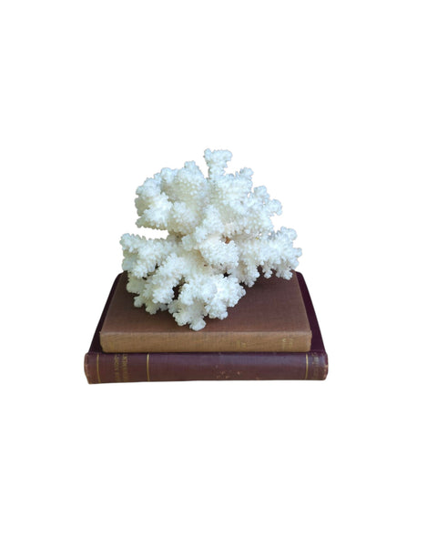 Beautiful Branch Coral