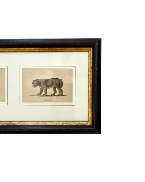 Antique Etching Of A Lion & Lioness