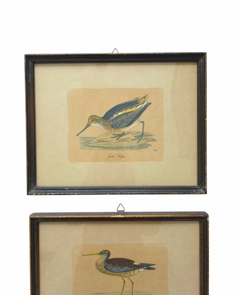 Antique Framed Trio Of Bird Prints