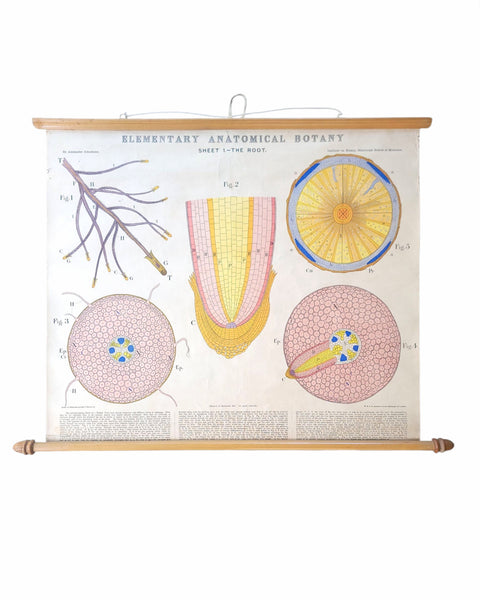 Antique Roll Up Botanical Chart