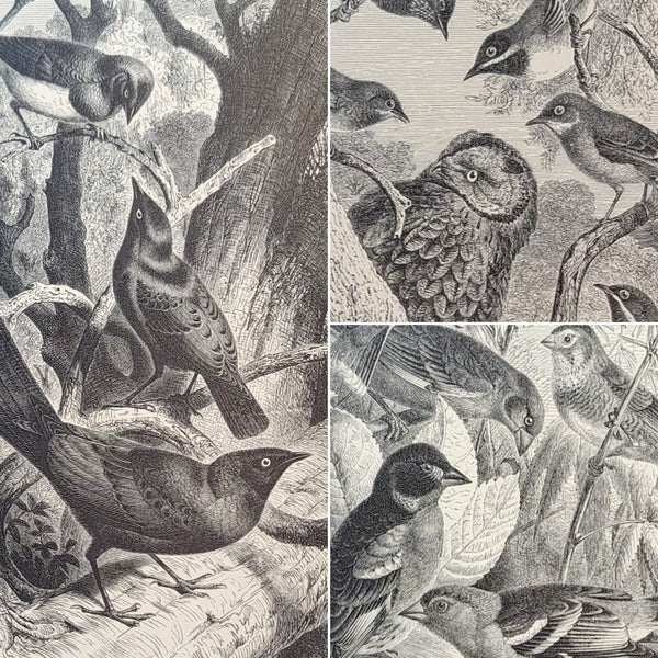 Graphic Black & White Antique Bird Prints