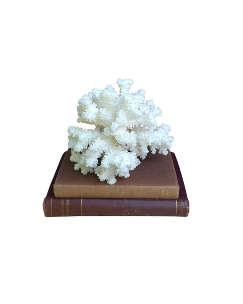 Beautiful Branch Coral