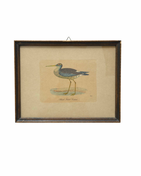 Antique Framed Trio Of Bird Prints