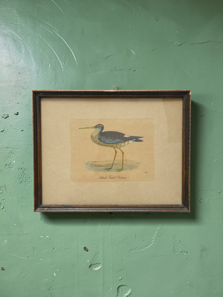 Antique Framed Trio Of Bird Prints