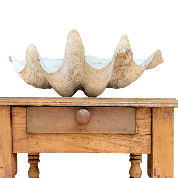 Antique Clam Shell 'Tridacna Gigas'