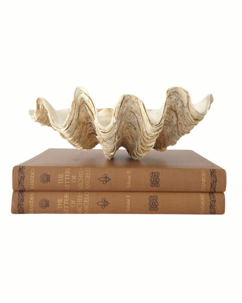 Beautiful Clam Shell