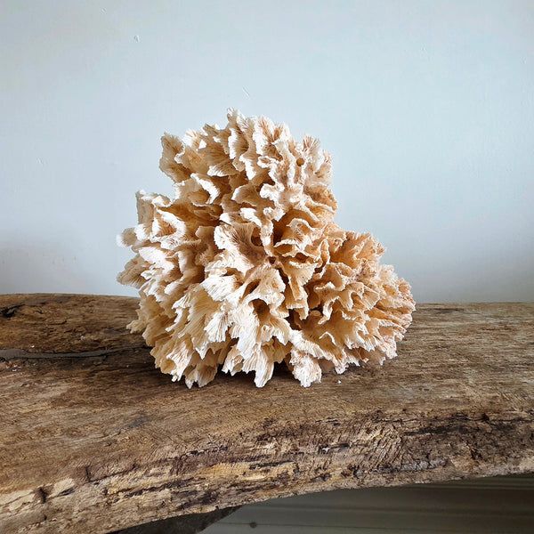 Pink Coral Speciman