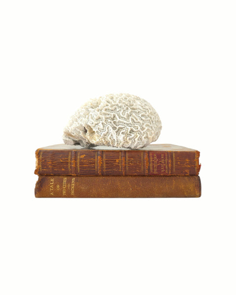 Small Speciman Of Brain Coral