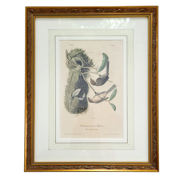 Framed Antique Audubon Chestnut Crowned Totmouse First Edition Octavo